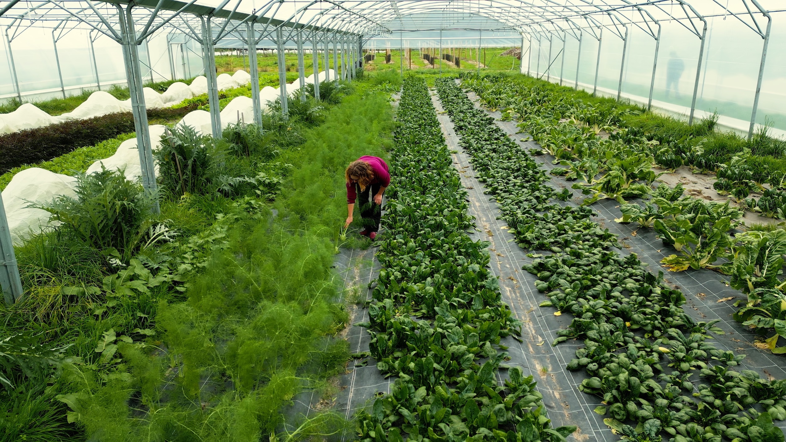 Femme travaillant dans une serre de maraîchage